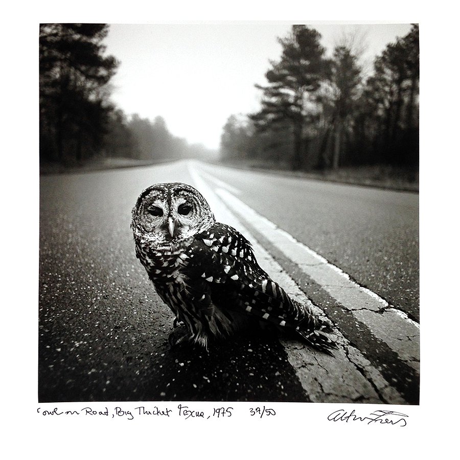 Owl on Road